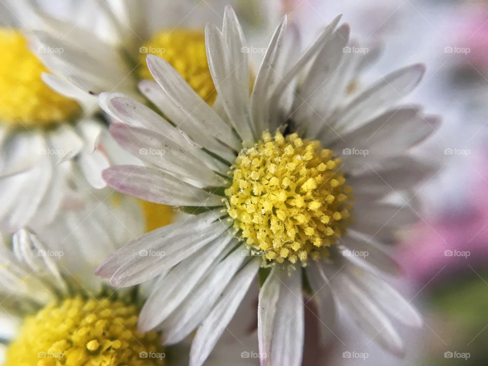 Daisies 