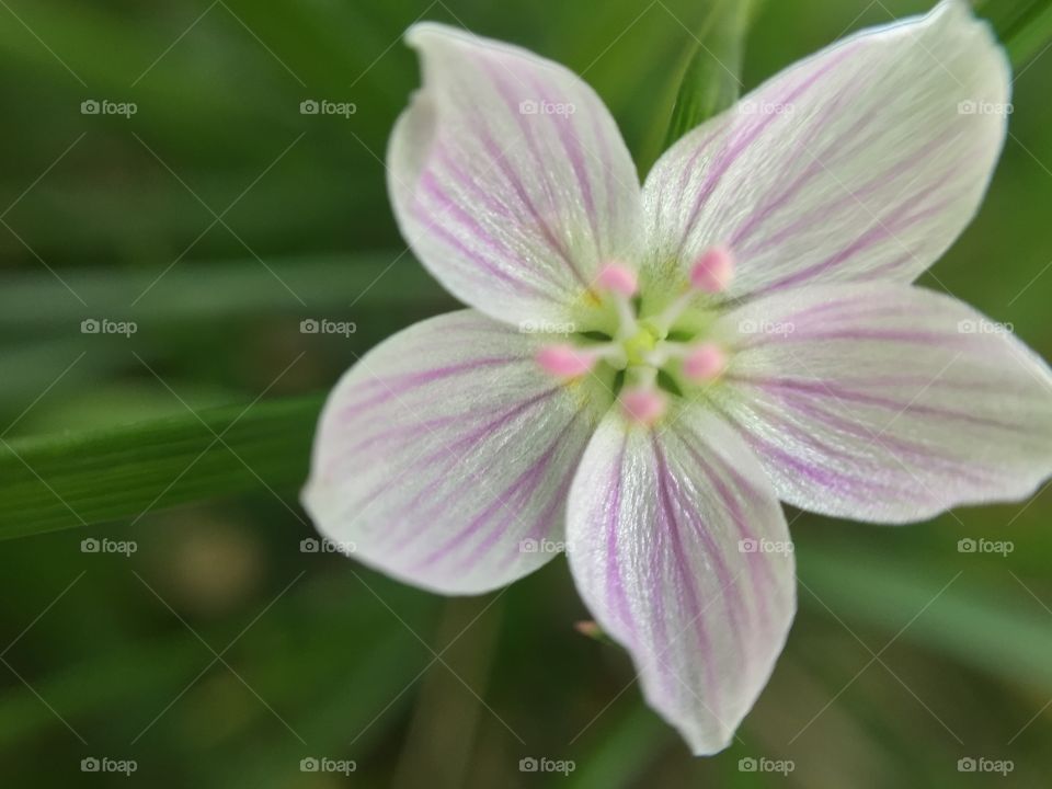 Macro white and pink flower