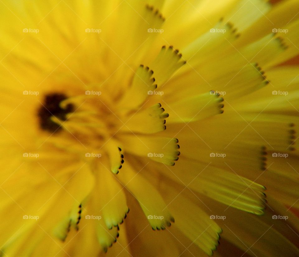 close up of symmetrycal petals