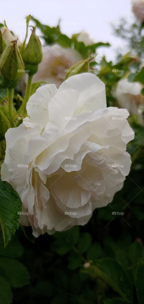 A Pretty White Flower!