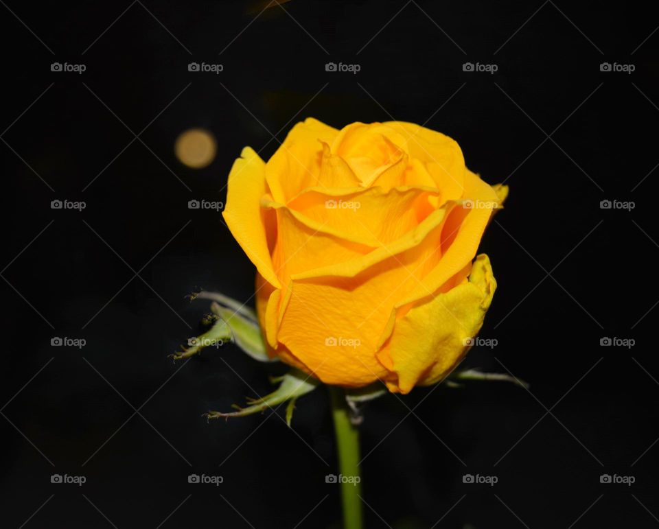 yellow rose beautiful portrait plant black background, love yellow 💛