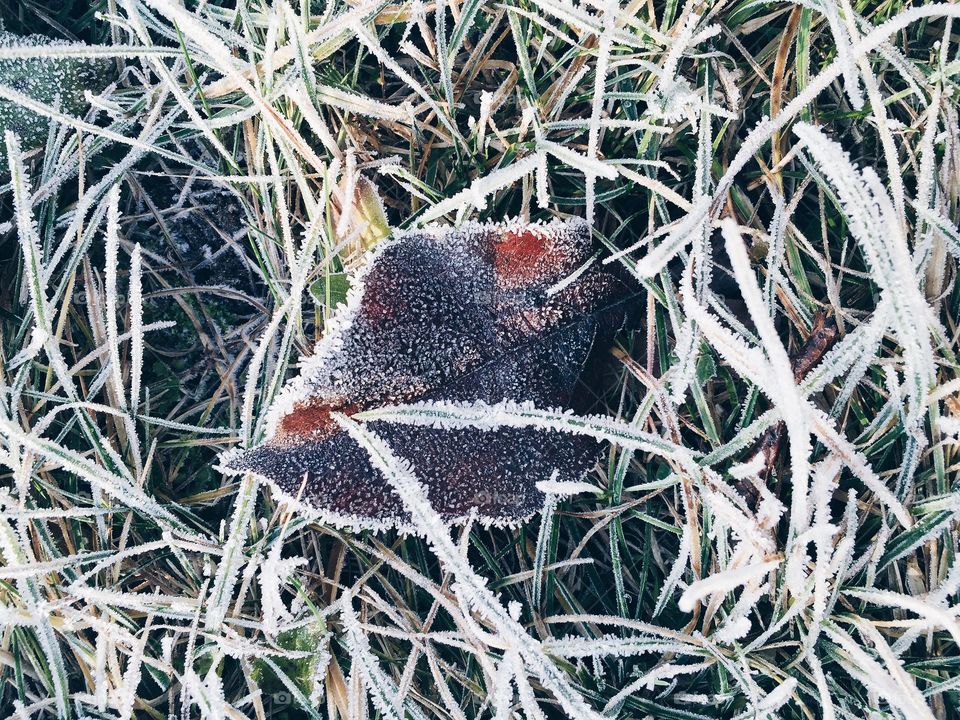 Close-up of leaf on grass in winter