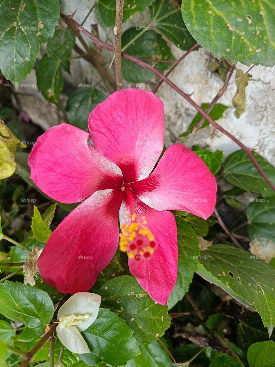 pink flower