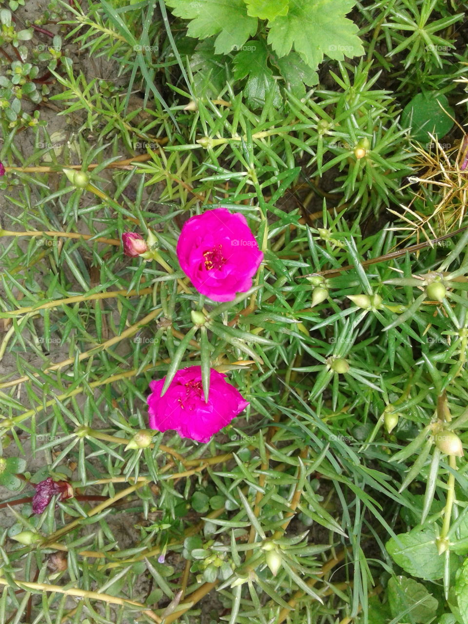 Lovely Flowers