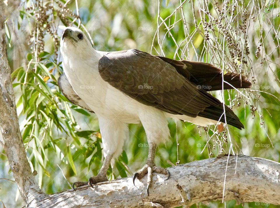 Sea eagle