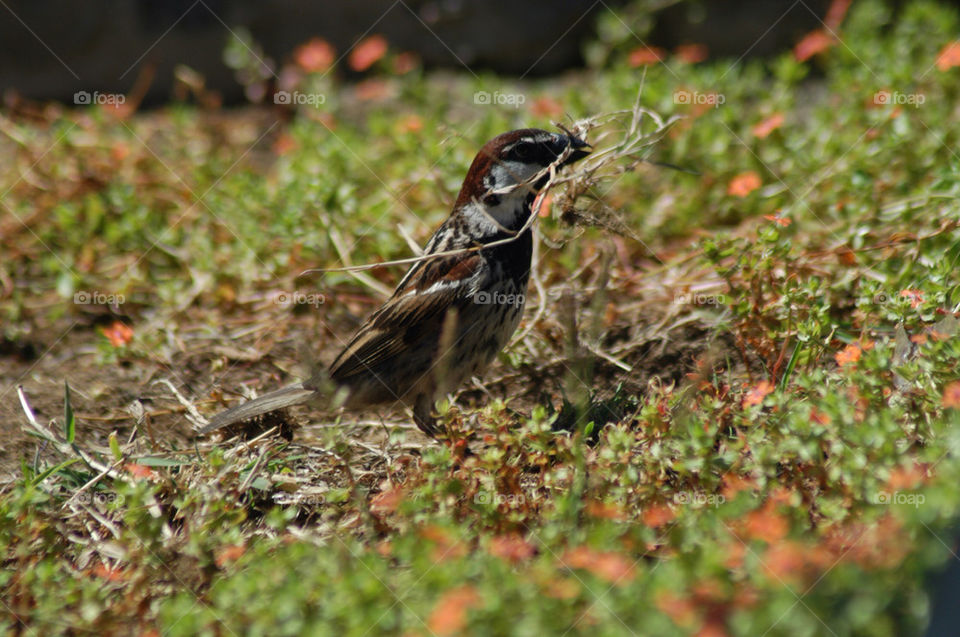 bird nest tenerife sparrow by stevephot