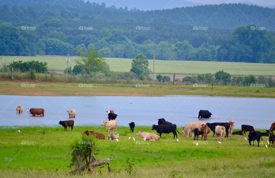 Cattle In The Pond