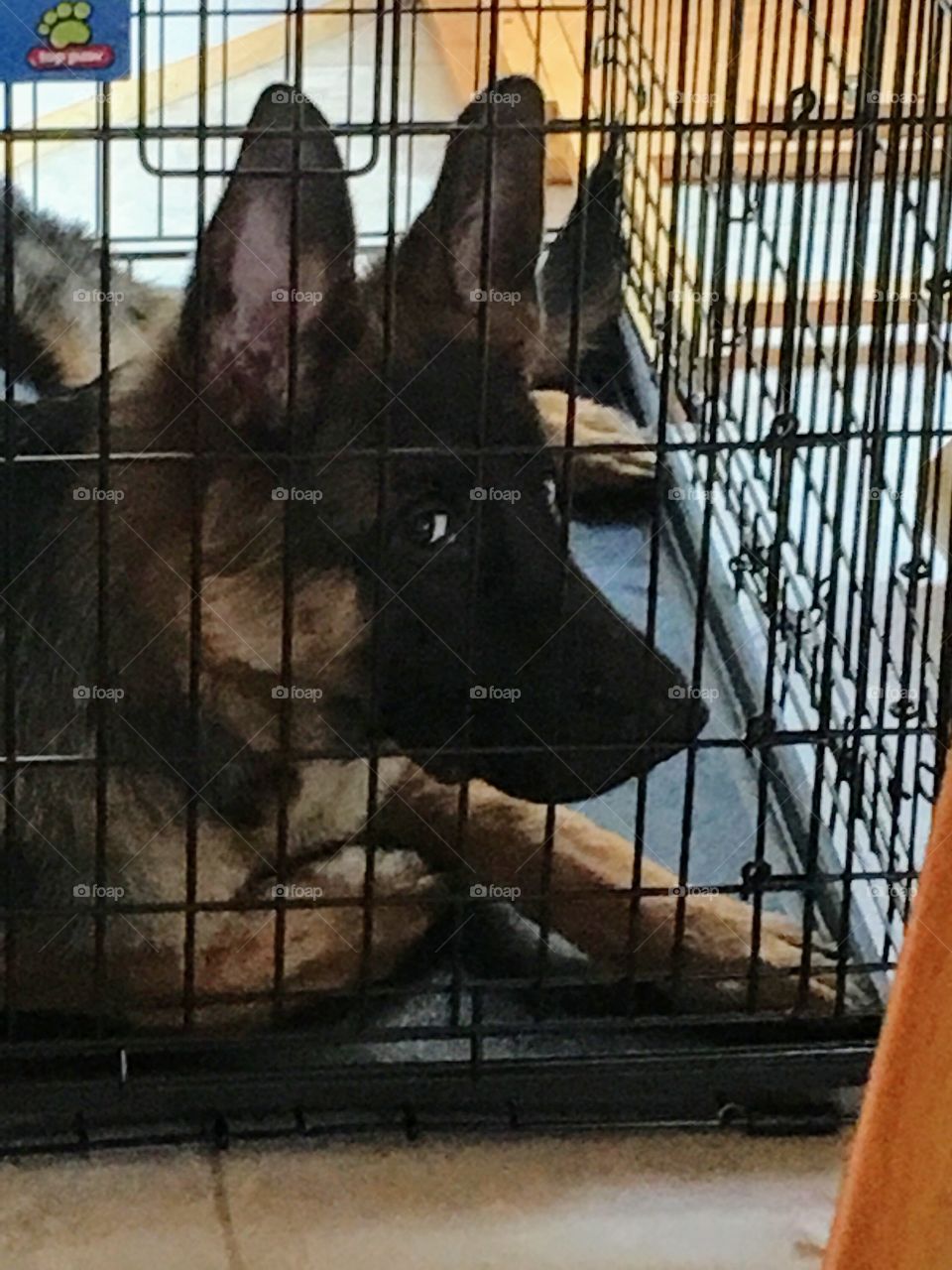 Doggie Jail
