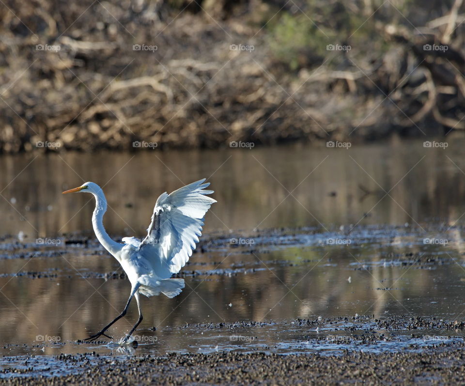 Egret just landed in a wetlands