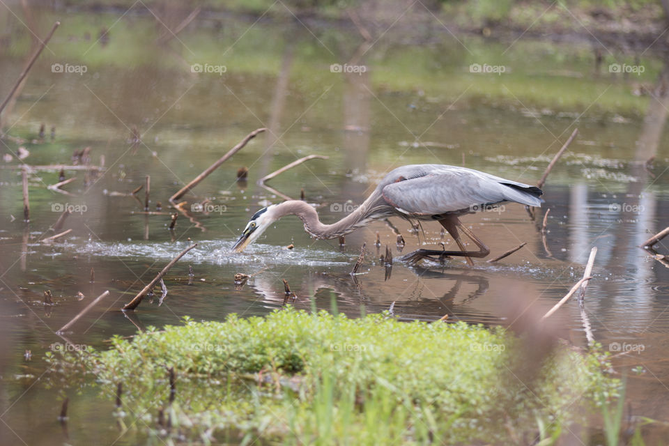 Bird, Water, Wildlife, Nature, Pool