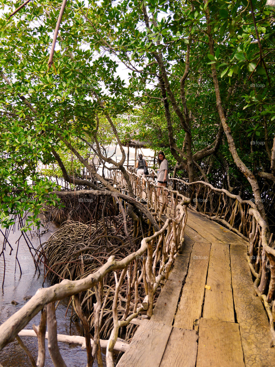 Bridge amongst the mangrove