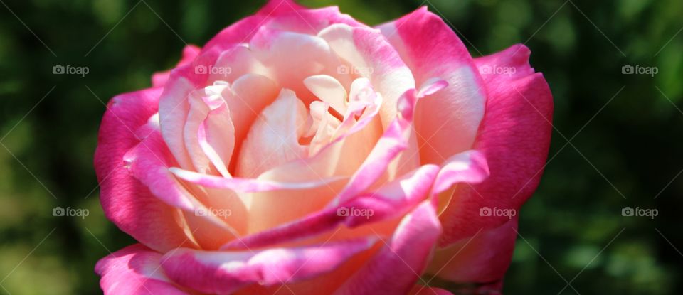 pink rose art of nature it's a love...