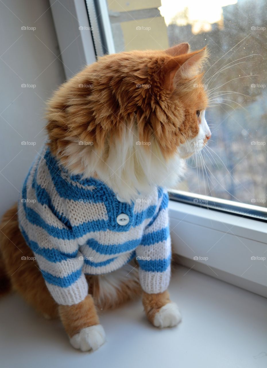 cat pet in sweater on a window home cozy winter