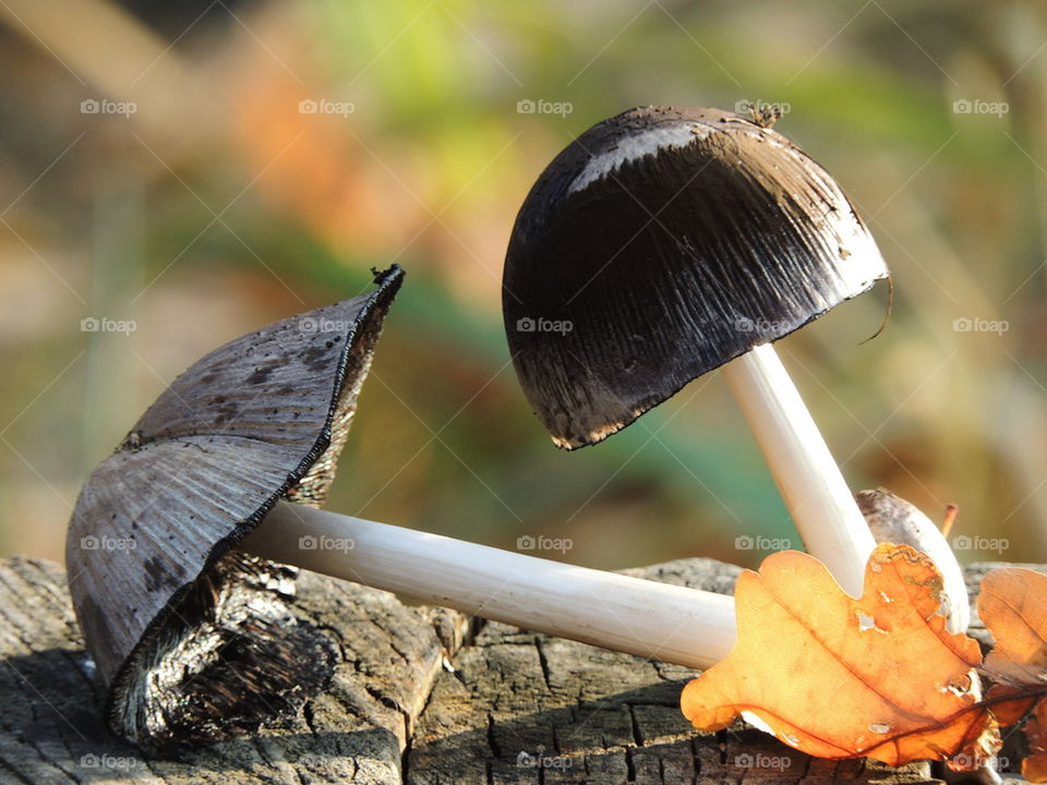 Mushroom on wood