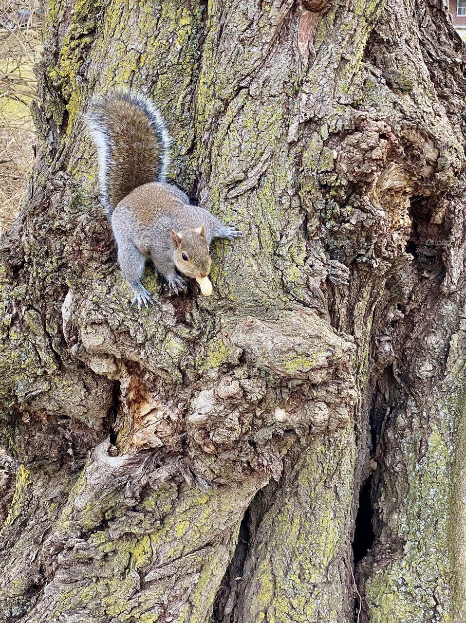 A squirrel sitting in a tree eating a peanut