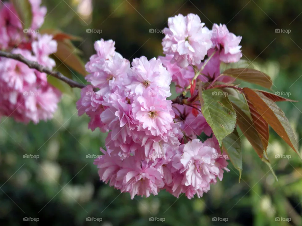 bloom