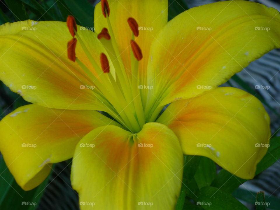 yellow lily up close