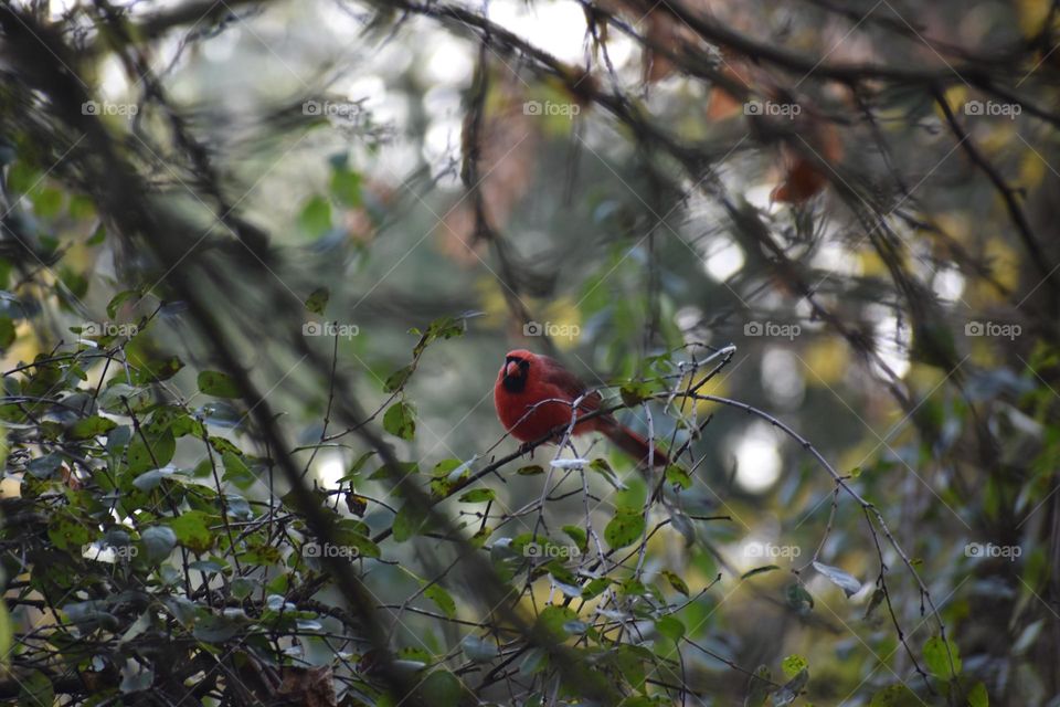 A cardinal sits in a tree