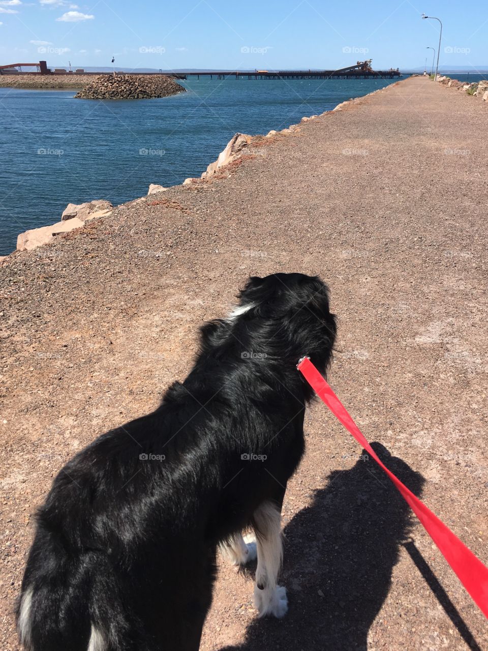 Walking the dog on a leash in the beach