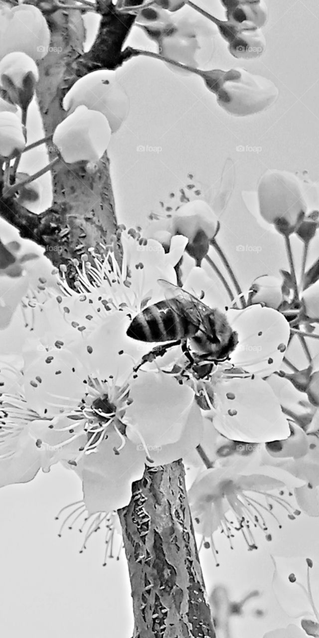 spring is here flowers blooms and sweet scents are everywhere that even the Bee can't resist.
bee pollinating the lovely cherry flowers