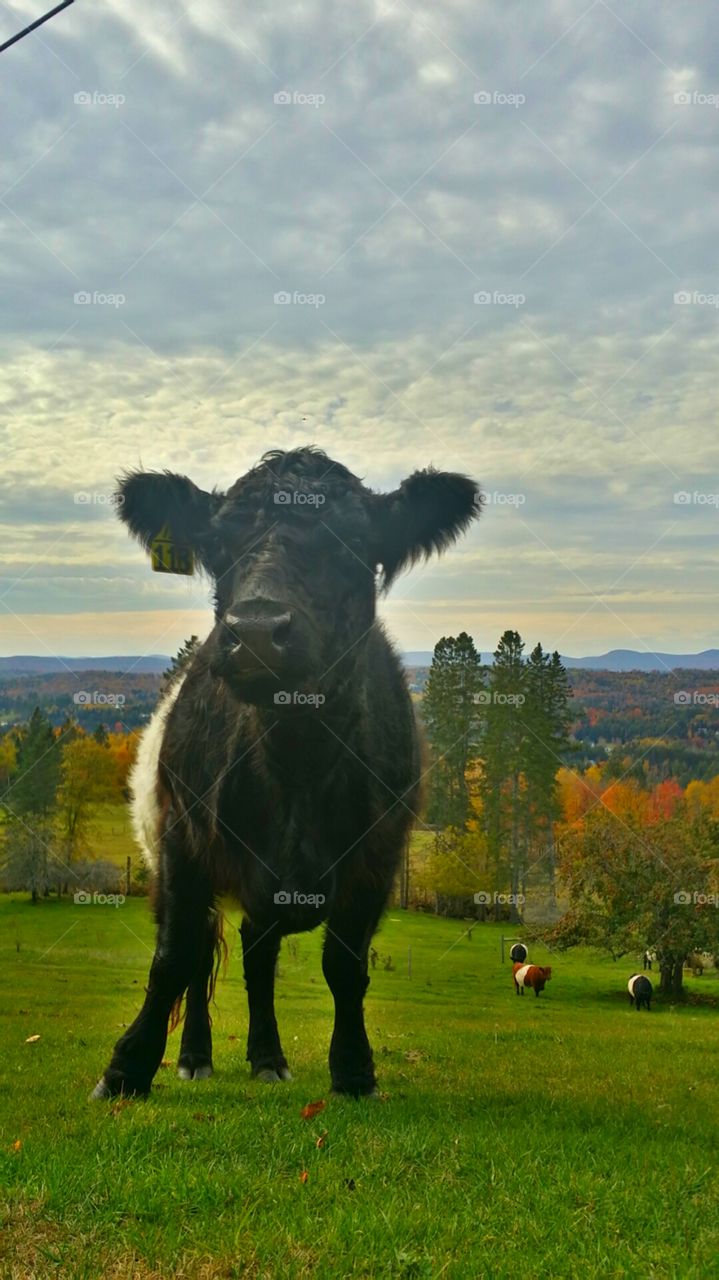 Fall in Vermont...
