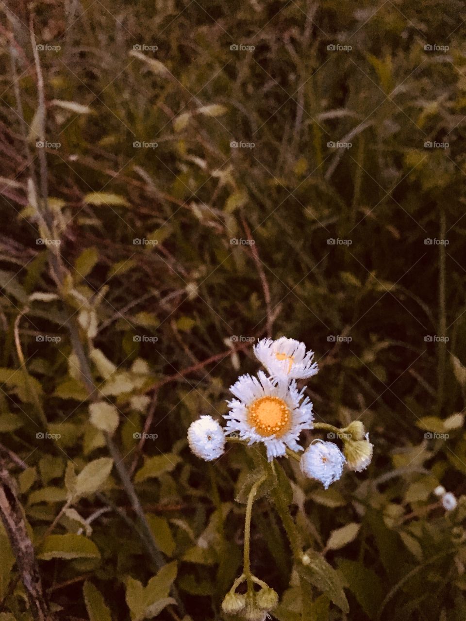 Springtime Wildflowers in Kentucky 