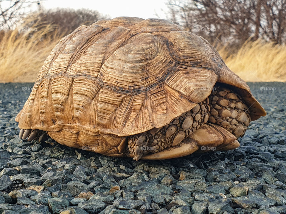 tortoise in his shell on a tar road