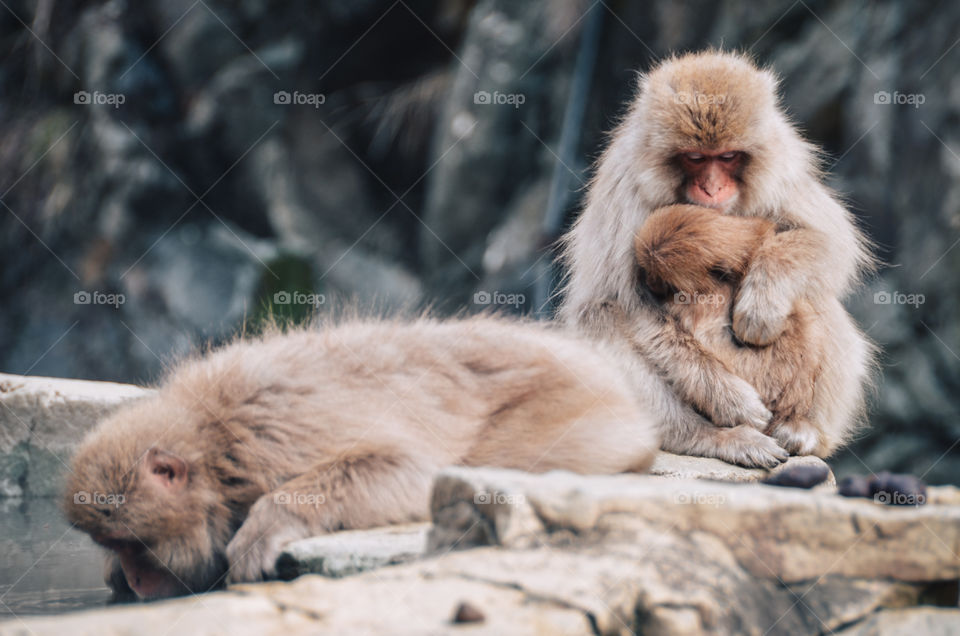 Lovely mother and baby snow monkeys hugging near a hot spring in Nagano
