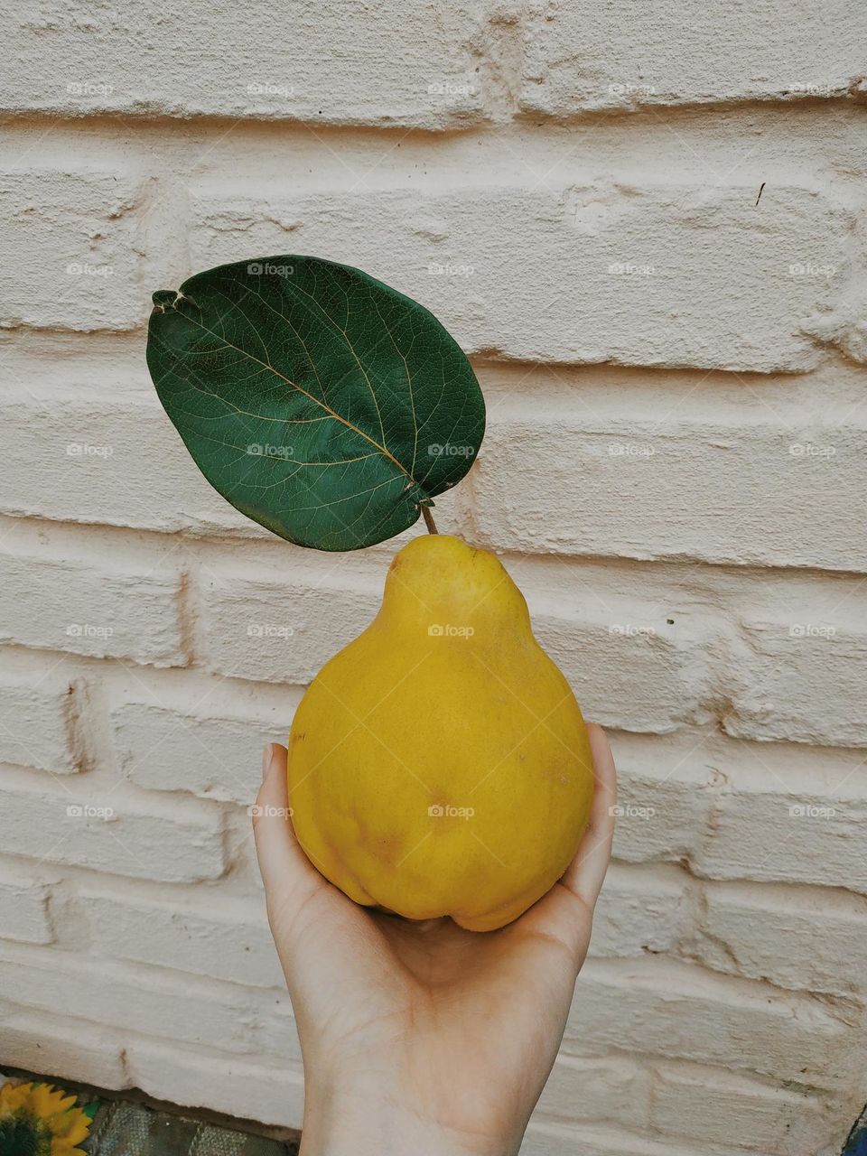 autumn color: quince