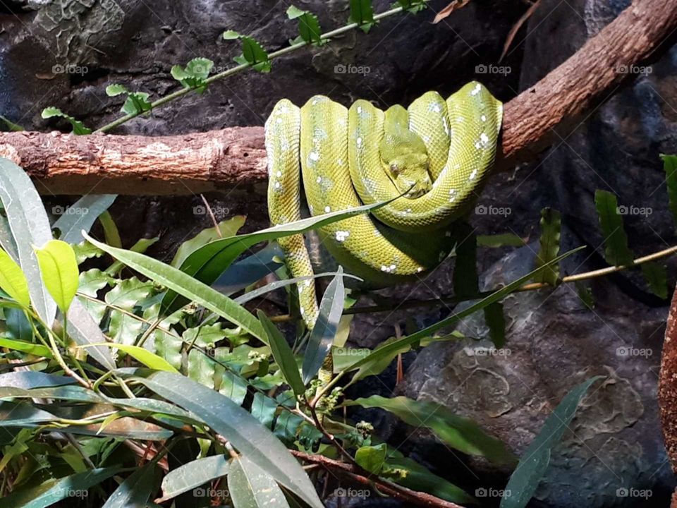 Snake relaxing around the tree