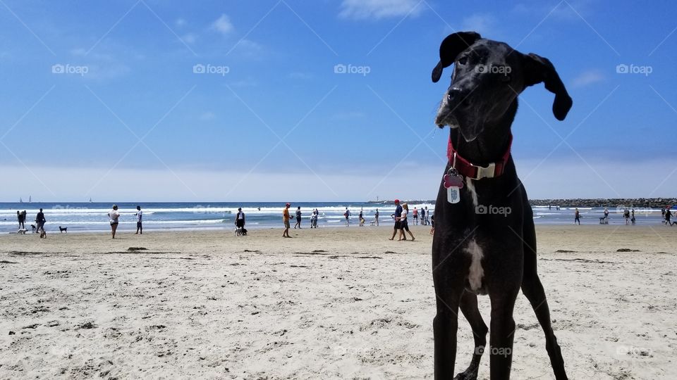 Oceanside dog beach