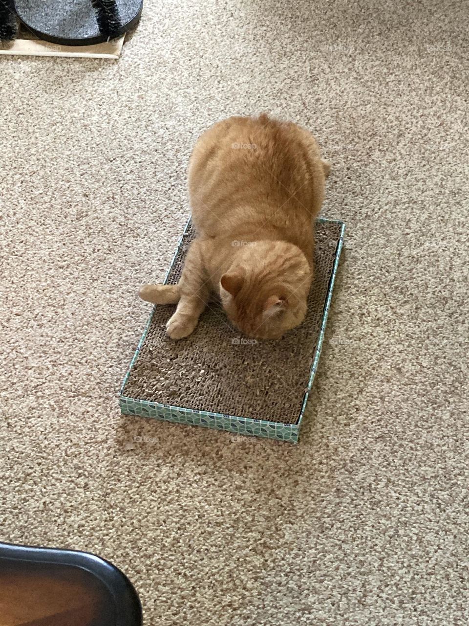 Scratch that cardboard, little orange cat!