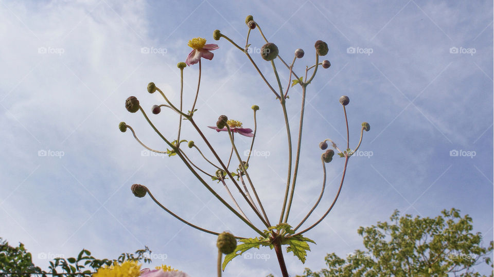 sky flowers summer uk by chris7ben