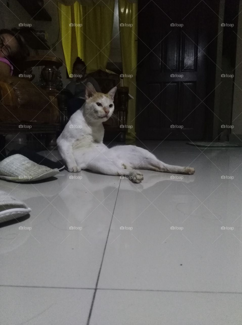 I happened to capture the village cat while in this sitting pose. He was cleaning himself and I think he got distracted when someone walked by so I captured the photo while he's still sitting.
