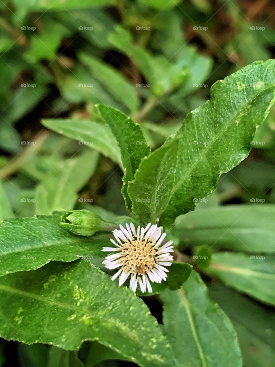 Tiny with lots of medicinal value 