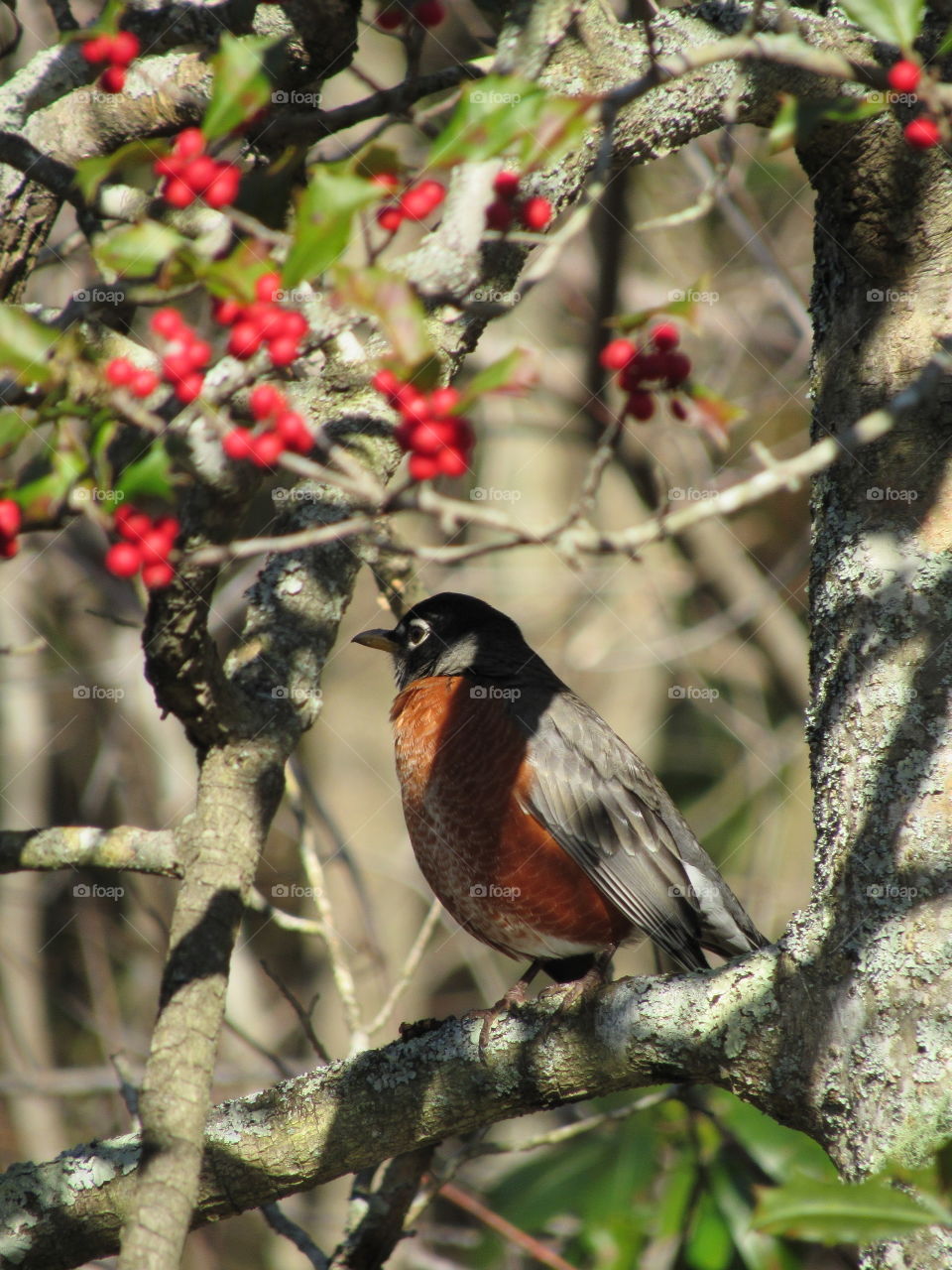 American Robin on a Holly tree branch