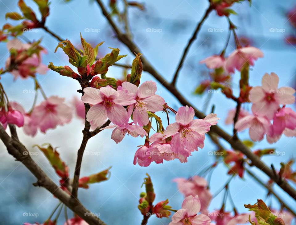 Sakura