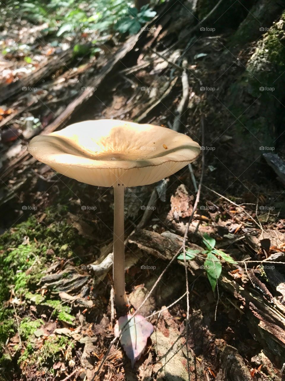 Mushroom 