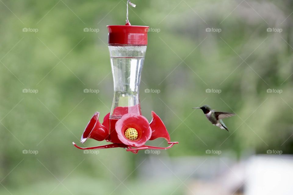 Hummingbird 