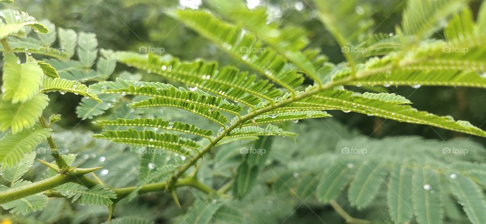 Rainy days or Pearly days... every where glittering drops so amazing to see these rain drops, always refreshing and attractive