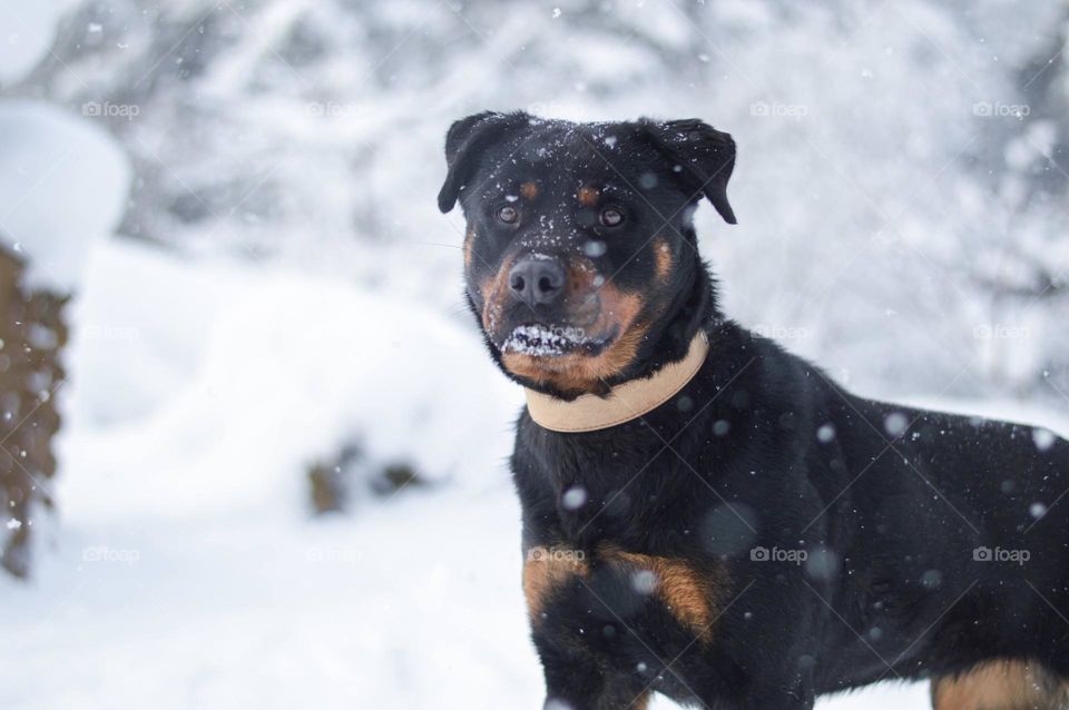 rottweiler winter portrait