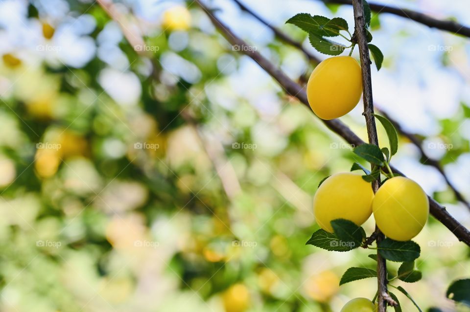 The deliciously hanging mini yellow plums are ready to be a harvest for a healthy snack. 