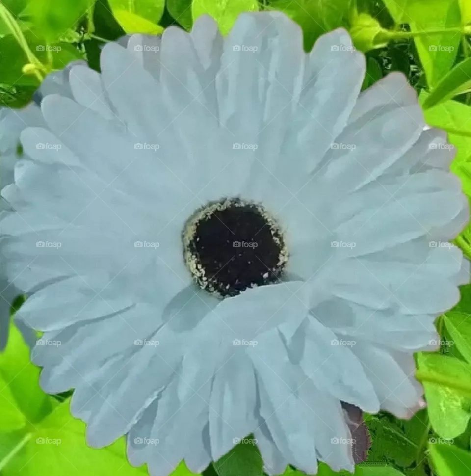 most beautiful and attractive white flowers in the garden.