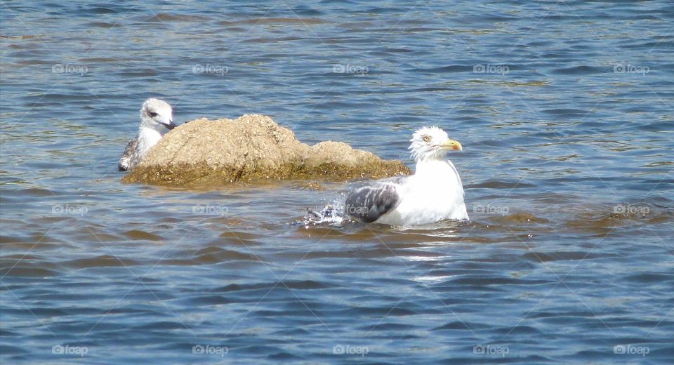 Seagull