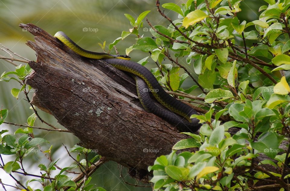 Green Tree Snake. This Green Tree Snake was found on the banks of the Daintree River in far North Queensland, Australia. 