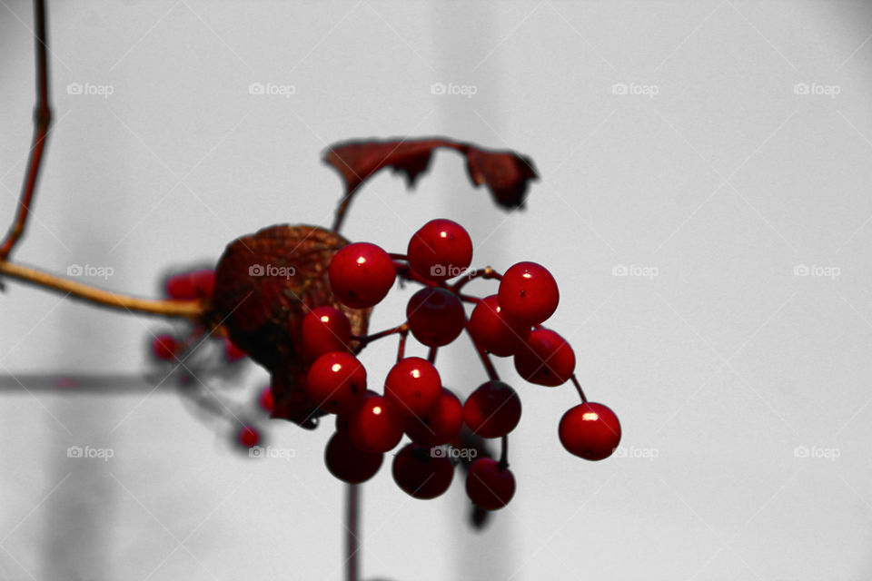 Red Berries