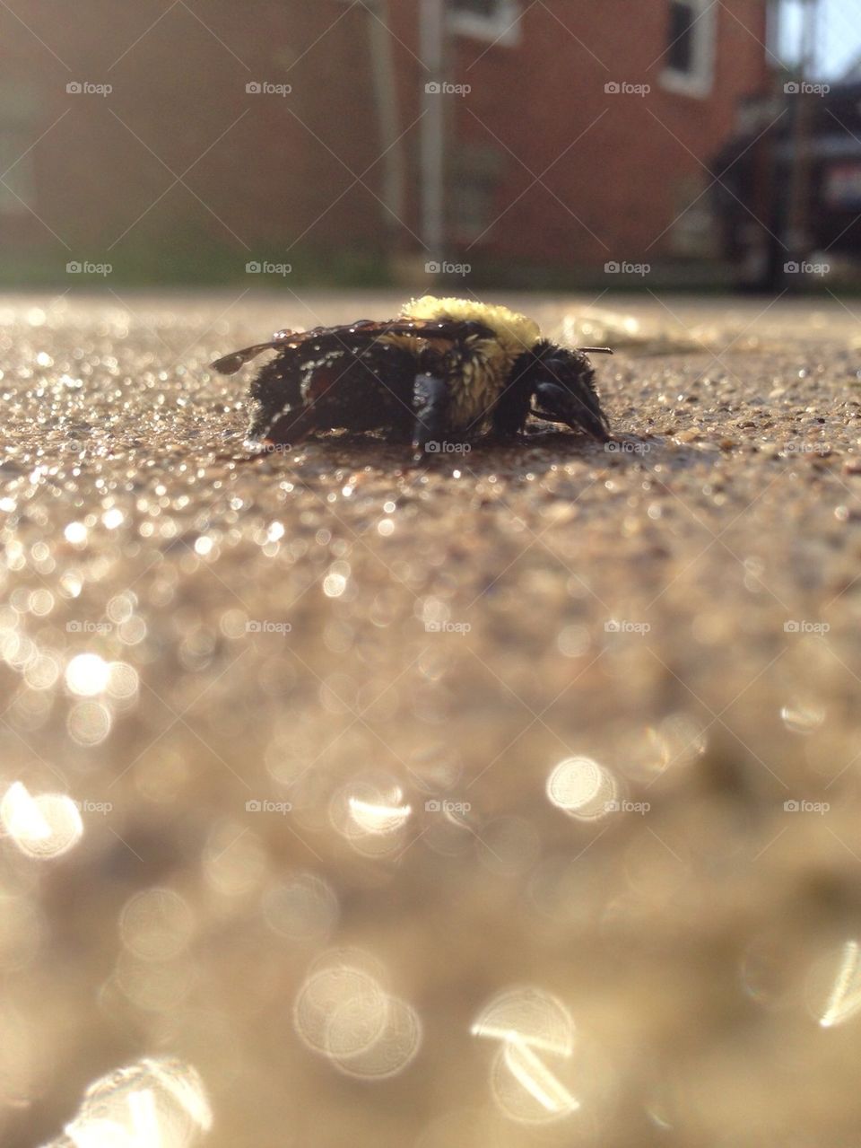 Sunbathing bee