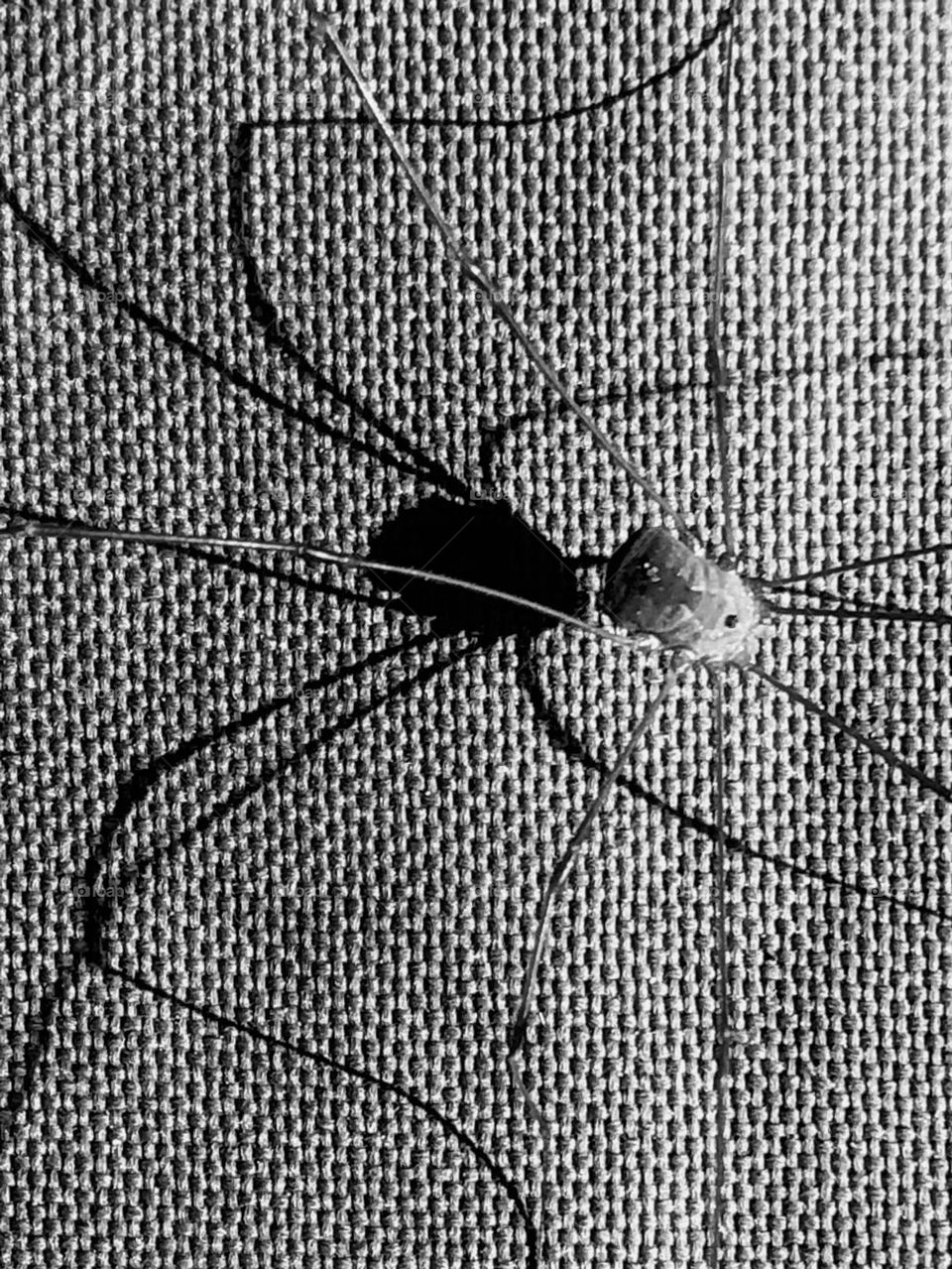 Black and white closeup of a daddy long leg with its shadow of its legs! Too many spiders this year!