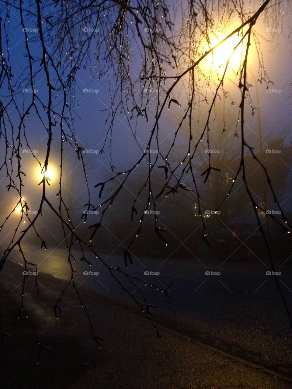 Water drops on branch