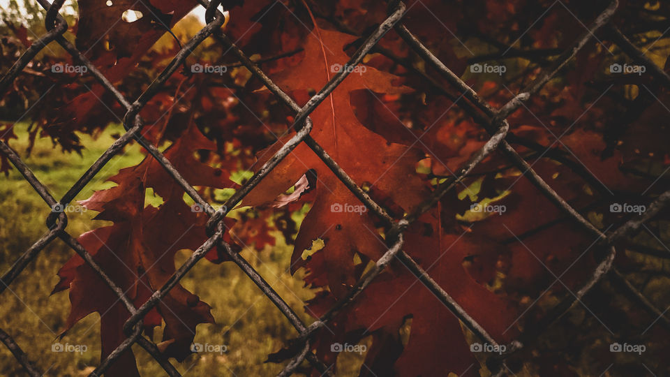 In Oak leaf in Autumn.  Viewed through a fence.
